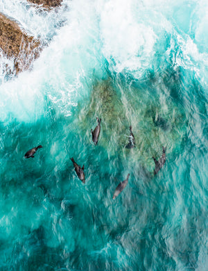 HT0146 - Seals at Peaceful Bay