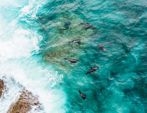 HT0146 - Seals at Peaceful Bay